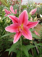 [4363 Night Fever DJ No202.JPG]